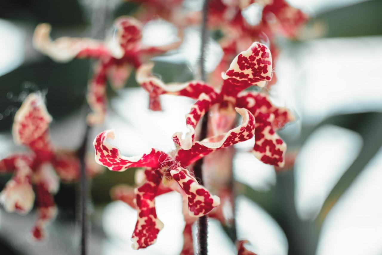 Villa Orchid Garden Riverside Hoi An Bagian luar foto