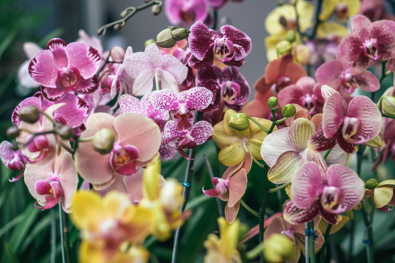 Villa Orchid Garden Riverside Hoi An Bagian luar foto